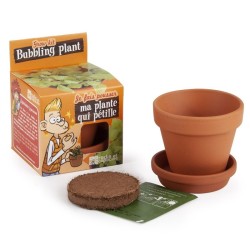 Bublinkujúca rastlina - 8 cm črepník