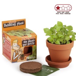 Bublinkujúca rastlina - 8 cm črepník