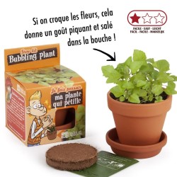 Bublinkujúca rastlina - 8 cm črepník