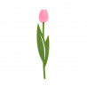 Záložka do knihy Tulipán ružový